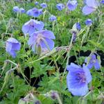 Geranium himalayense - Ooievaarsbek