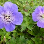 Geranium 'Azure Rush' - Ooievaarsbek