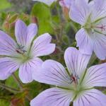 Geranium 'Chantilly' - Ooievaarsbek