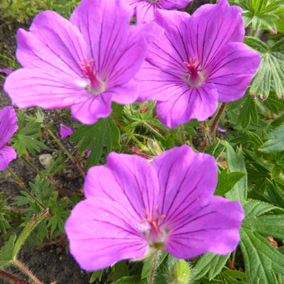 Ooievaarsbek - Geranium 'Khan'