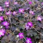 Geranium x oxonianum 'Orkney Cherry' - Ooievaarsbek