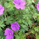 Geranium 'Tiny Monster' - Ooievaarsbek