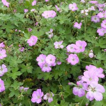 Geranium x riversleaianum  'Mavis Simpson'