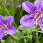 Geranium wlassovianum - Ooievaarsbek - Geranium wlassovianum