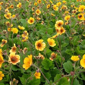 Geum coccineum 'Carlskaer'