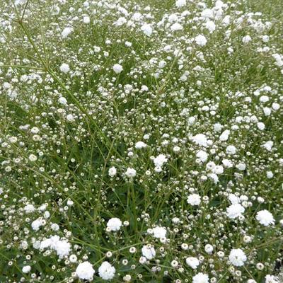 Gipskruid - Gypsophila paniculata 'Bristol Fairy'