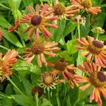 Helenium 'Loysder Wieck' - Zonnekruid