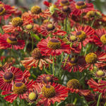 Helenium autumnale MARIACHI 'Ranchera' - Zonnekruid