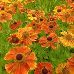 Helenium 'Wonadonga' - Zonnekruid