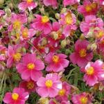 Helianthemum 'Raspberry Ripple' - Zonneroosje - Helianthemum 'Raspberry Ripple'