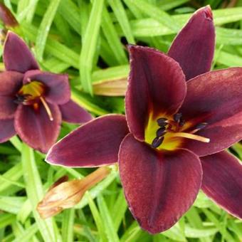 Hemerocallis 'Chocolate Candy'