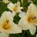 Hemerocallis 'Helle Berlinerin' - Daglelie - Hemerocallis 'Helle Berlinerin'