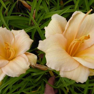 Daglelie - Hemerocallis 'Mini Pearl'