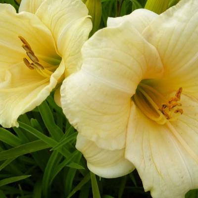 Daglelie - Hemerocallis 'Precious d'Oro'