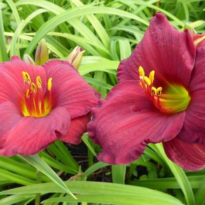 Daglelie - Hemerocallis 'Regency Dandy'