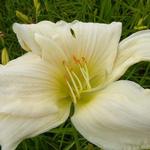 Hemerocallis 'Serena Madonna' - Daglelie - Hemerocallis 'Serena Madonna'