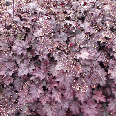 Purperklokje - Heuchera 'Amethyst Myst'