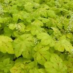 X Heucherella 'Yellowstone FALLS' - Purperklokje