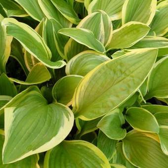 Hosta 'Bill Brincka'