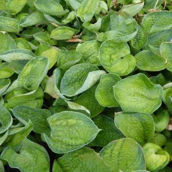 Hosta 'Blue Shadows'