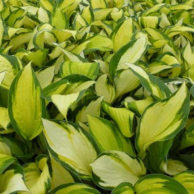 Hartlelie/Funkia - Hosta 'Color Festival'