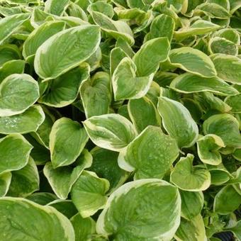 Hosta 'Diana Remembered'