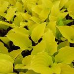 Hartlelie/Funkia - Hosta 'Fire Island'