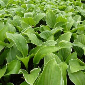 Hosta 'Fragrant Fire'