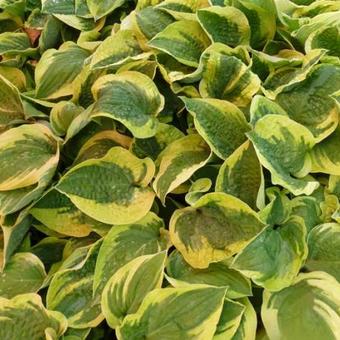 Hosta 'Honeysong'