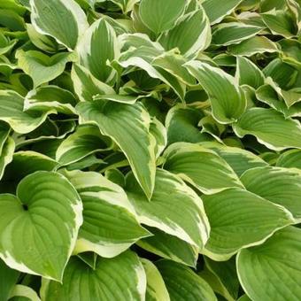 Hosta 'Silver Crown'