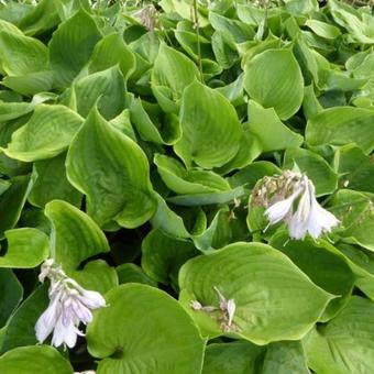 Hosta 'Sum of All'