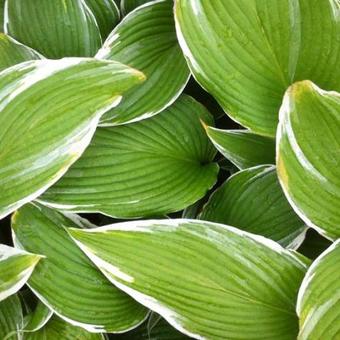 Hosta 'White On'