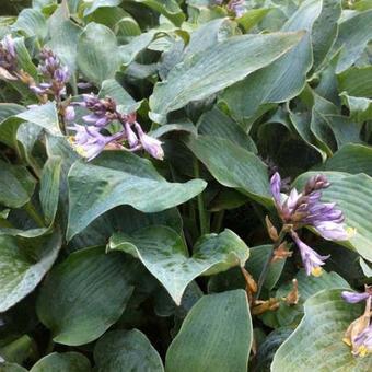 Hosta 'Winfield Blue'