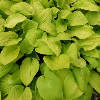 Hosta 'Zodiac'