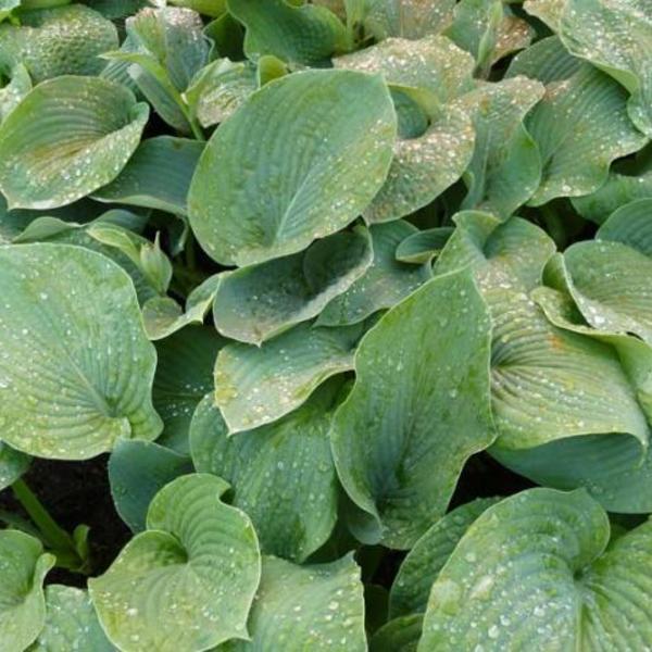 vergeten resterend Gelijkmatig Hartlelie/Funkia - Hosta sieboldiana 'Elegans' - Vaste planten - Planten  online kopen | Tuinadvies