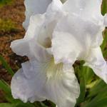 Baardiris, zwaardiris - Iris germanica 'Immortality'