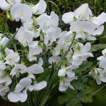 Lathyrus latifolius 'White Pearl' - Siererwt