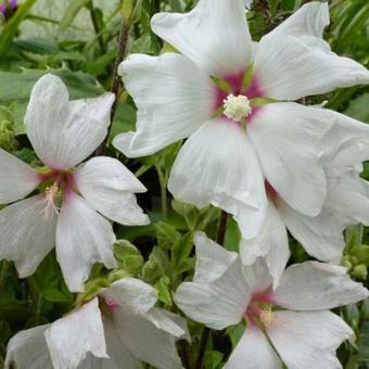 Lavatera x clementii 'Blushing Bride'