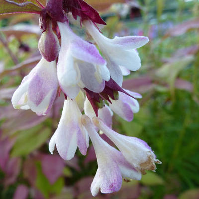 Leycesteria formosa - Fazantenbes