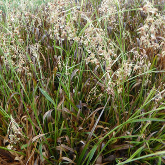 Luzula sylvatica 'Surprise'