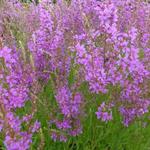 Lythrum salicaria 'Swirl' - Kattenstaart - Lythrum salicaria 'Swirl'