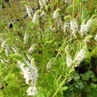 Mentha 'Jokka'