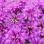 Monarda 'Purple Lace' - Bergamotplant