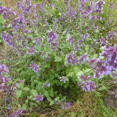 Kattekruid - Nepeta grandiflora 'Wild Cat'