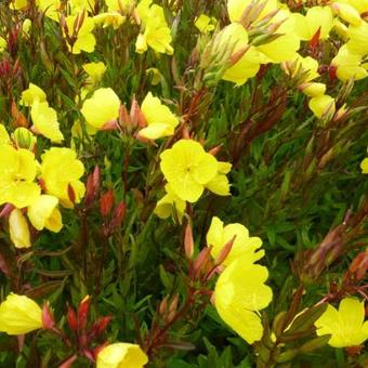 Oenothera fruticosa subsp. glauca