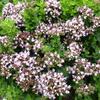 Wilde marjolein, oregano - Origanum vulgare 'Compactum'