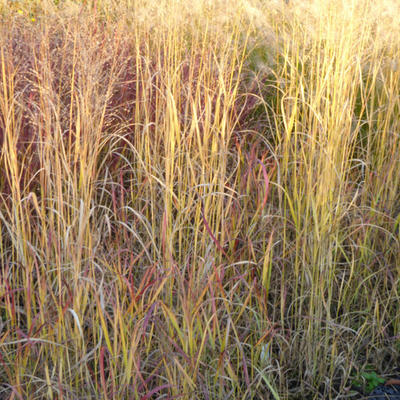 Vingergras - Panicum virgatum 'Hot Rod'