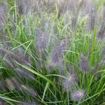 Pennisetum alop. national arboretum - Lampepoetsersgras