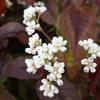 Duizendknoop - Persicaria microcephala 'Red Dragon'