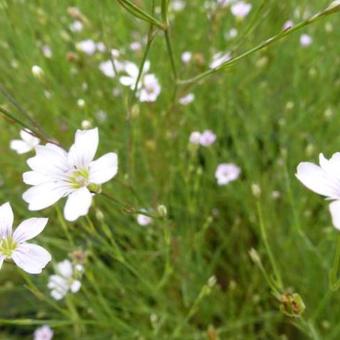 Petrorhagia saxifraga